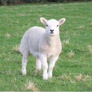 Worthy Is The Lamb (Revelation 5:6-14)